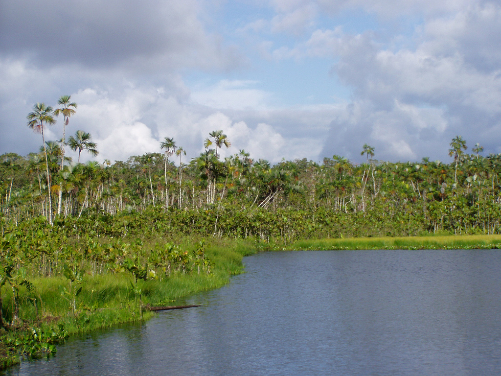 Amazonia. Fot. Flickr