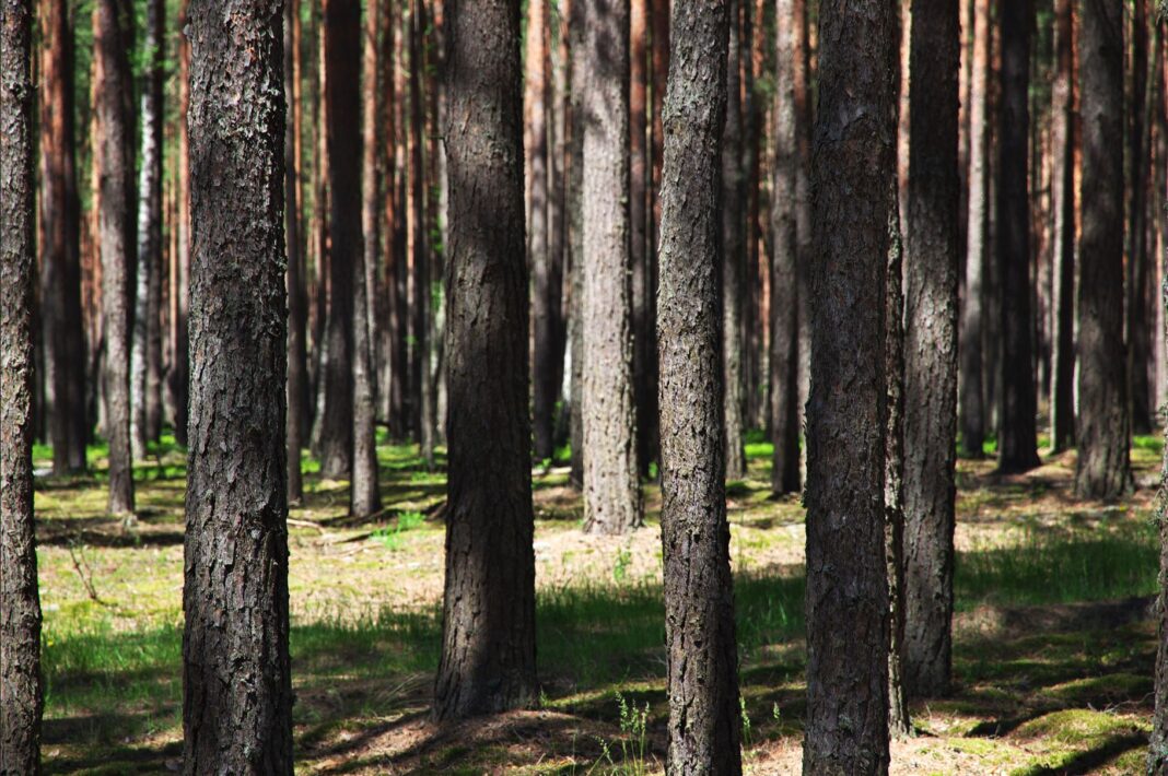 Puszcza Białowieska. Źródło: freepik